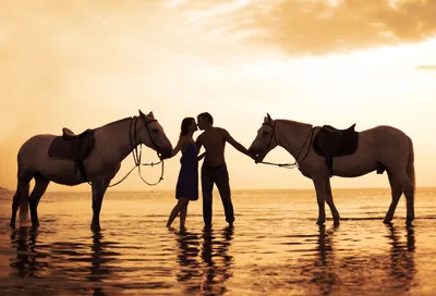 лошадь и всадник лошадь женщина лошадь конный спорт Фото Фон И картинка для  бесплатной загрузки - Pngtree