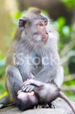 Женщина обезьяны с младенцем сердита и показывает зубы, Индию Стоковое  Изображение - изображение насчитывающей кения, вышесказанного: 90948505