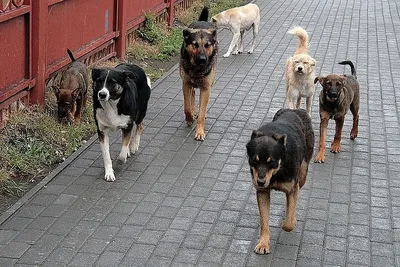 В Москве женщина ушла с работы, чтобы путешествовать с собакой - Питомцы  Mail.ru