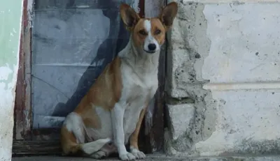 В Бельцах за месяц жертвами бездомных собак стали около 50 человек
