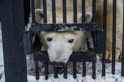 Медведь-шатун съел двух собак и продолжает терроризировать жителей  Приморского края - 14 января 2024 - vladivostok1.ru
