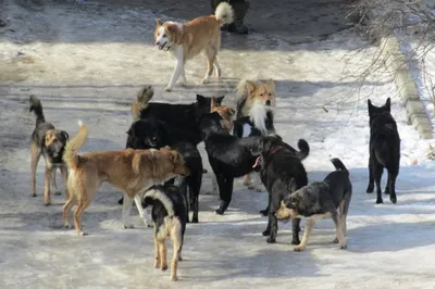 В Якутске 53-летняя женщина стала жертвой нападения своры бродячих собак |  Люди | ОБЩЕСТВО | АиФ Якутия