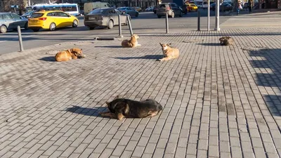 Десятилетняя школьница из Пензенской области стала жертвой бездомных собак  | ИА Красная Весна
