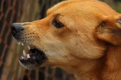 Что делать при нападении агрессивных собак: четкие рекомендации кинолога -  РИА Новости Крым, 31.05.2023