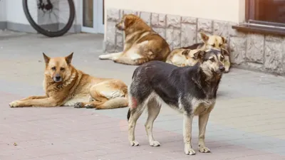 Оренбургский общественник стал жертвой нападения своры собак | ЧП |  ПРОИСШЕСТВИЯ | АиФ Оренбург