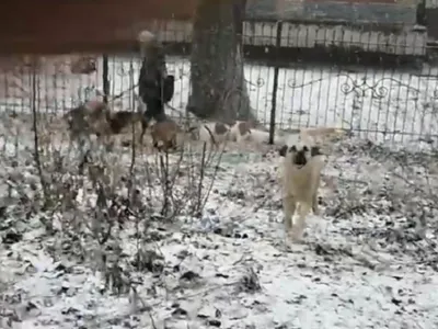 Нападение своры собак от лица жертвы сняли в Воронеже