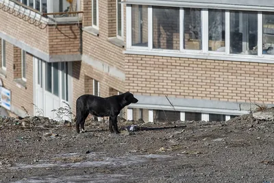 Жертва собственных собак из Тогучина скончалась в реанимации | Новости –  Gorsite.ru