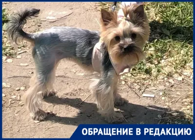 Жертва нападения больших домашних собак без намордников обратилась в  полицию - PrimaMedia.ru