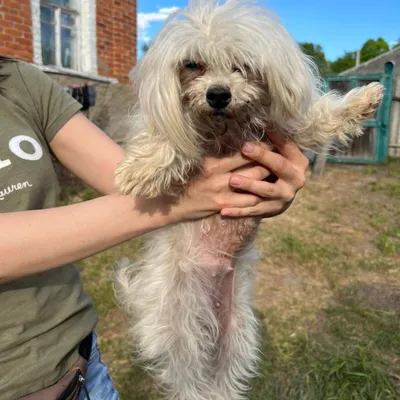 Укусила и сдохла: станичник в Волгоградской области стал жертвой бешеной  собаки
