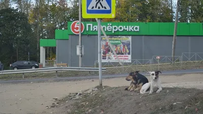 В Оренбурге жертвы бродячих собак ежедневно обращаются в травмпункты |  Оренград