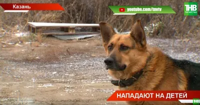 Главный редактор брянского СМИ, спасая мопса, стала жертвой бродячих собак