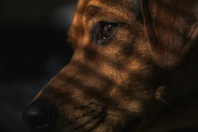 Жертвой препарата от туберкулеза стала беззащитная собака на Ставрополье
