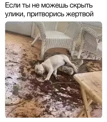 В Омске три ребенка стали жертвами бродячих собак за один день - KP.RU