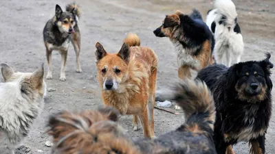 В Красноярске выросло число жертв нападения собак