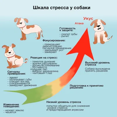 Как правильно подавать команды собаке - Dogtricks.ru