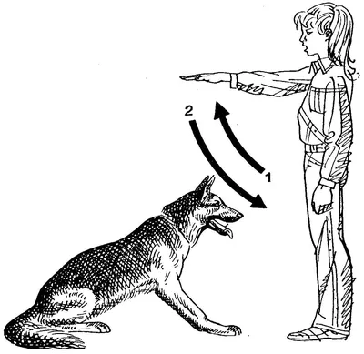 Жесты для дрессировки собак в картинках (68 фото) - картинки sobakovod.club
