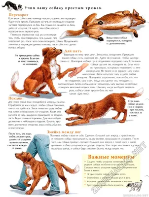 Жесты дрессировки собак (69 фото) - картинки sobakovod.club
