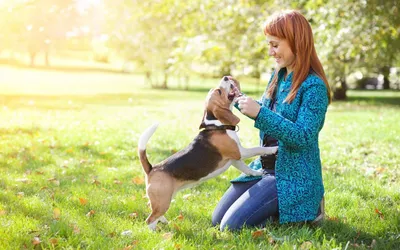 Светоотражающая шлейка-жилет для домашних животных, нагрудный ремень для  собак маленького, среднего и большого размера, аксессуары для дрессировки  собак | AliExpress