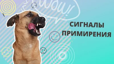 Зооцентр Кинг - дрессировка собак Воронеж 2024 | ВКонтакте