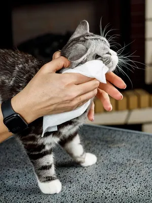 Жидкий чехол с блестками для Honor 7C с принтом «Мемные коты плачут» —  купить в интернет-магазине Case Place