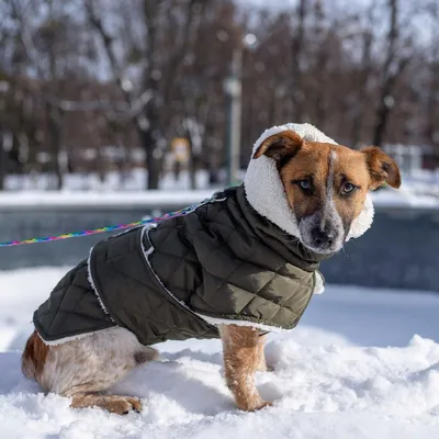 Жилет для собак средних и крупный пород зима осень - купить с доставкой по  выгодным ценам в интернет-магазине OZON (1095110644)