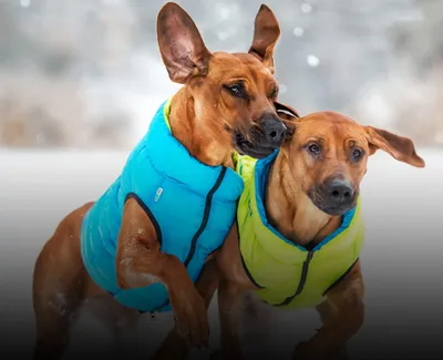 CINLANZOO Одежда жилет для собак теплый