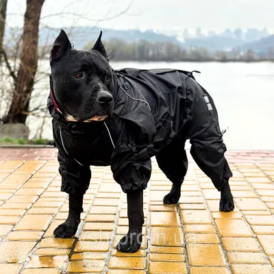 Спасательный жилет для собак 117 - Одежда / Собаки - VamTovar.ru