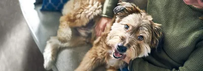 Жирная себорея у собак фото фотографии