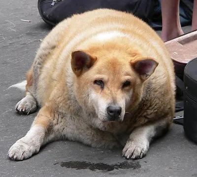 Жирная собака фото 