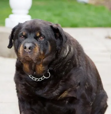 Самые толстые собаки! | МанкиБлог | Дзен