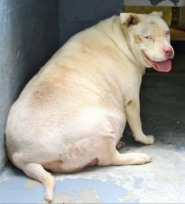 Толстые собаки Таиланда. | Hanuman81 | Дзен