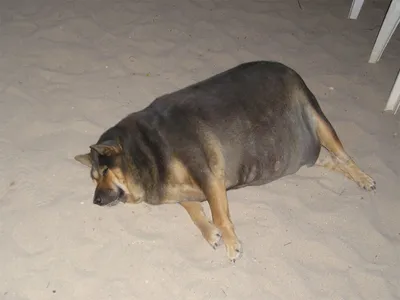 Самая жирная собака - 61 фото