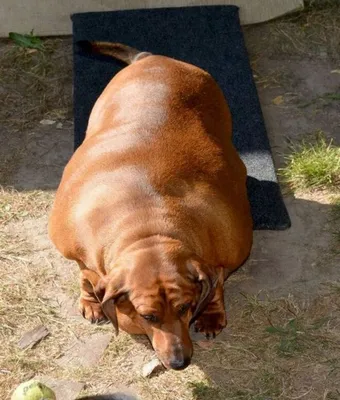Самые толстые собаки в мире - 4 | Кирилл Егоров | Дзен