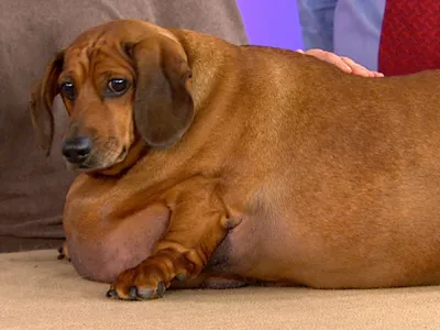 Самая толстая собака - 78 фото