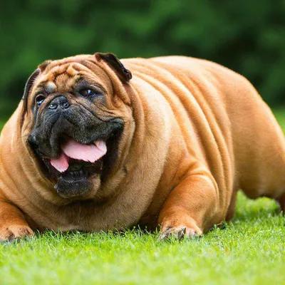 Жирная собака» — создано в Шедевруме