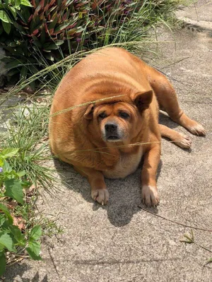 жирная собака чихуауа, стоящая на дороге Стоковое Фото - изображение  насчитывающей старо, супоросо: 163257362