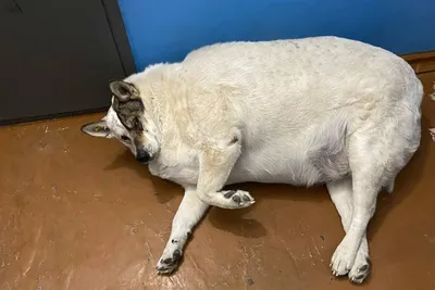 Очень жирная собака бежит» — создано в Шедевруме