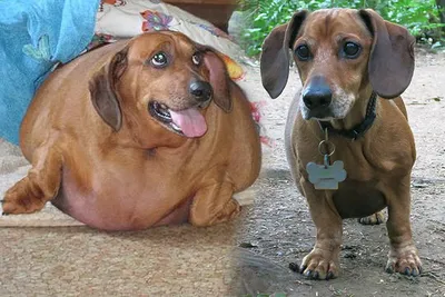 История самой толстой собаки в ХМАО - 30 января 2024 - 86.ру