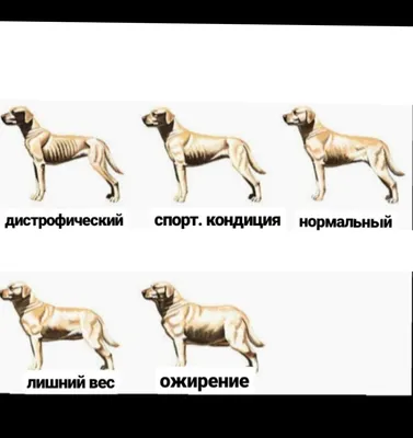 Жыробака жирная прежирная собака не …» — создано в Шедевруме
