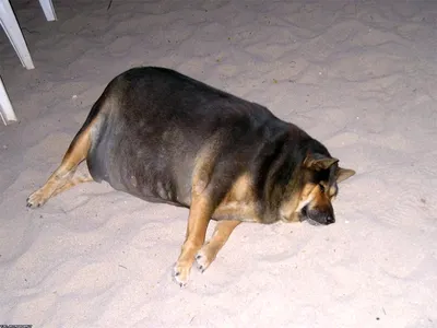 Как толстая собака похудела | Пикабу