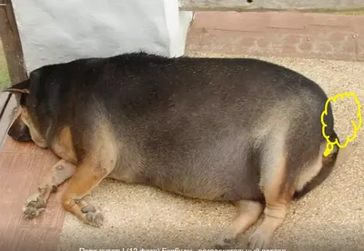 Толстая собака (43 лучших фото)
