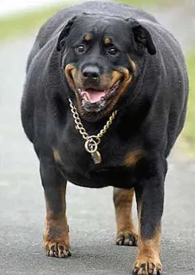 Самые толстые собаки! | МанкиБлог | Дзен