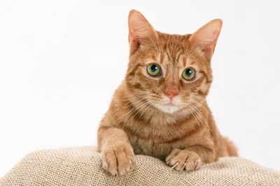 На прием поступил котик с новообразованием кожи и подкожной клетчатки в  области боковой грудной стенки | Истории из практики