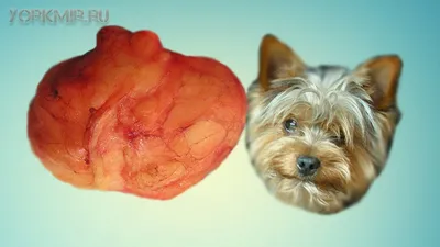 Опухоль или жировик на губе у собаки — Заболевания кожи животных —  Ветеринарный форум