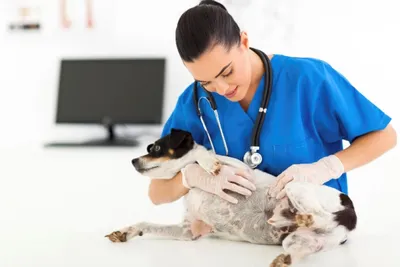 Жировики у собак: почему появляются, как лечить, надо-ли удалять