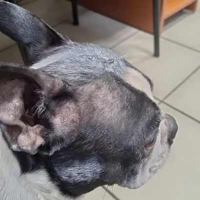 Опухоль носа у собаки