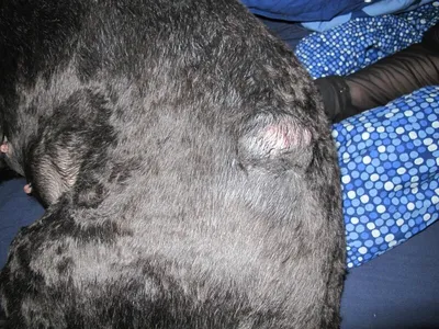 Опухоли кожи у собак: симптомы, диагностика и лечение