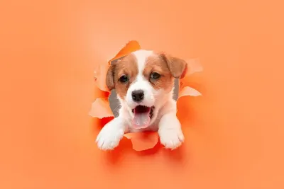 Характер собаки - описание и основные черты характера щенка — ProPlan