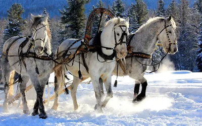 Зимняя тройка лошадей фото 