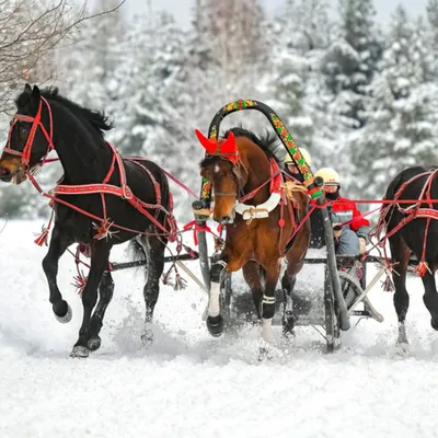 Тройка Деда Мороза: описание, история, традиции | WikiDedmoroz.ru